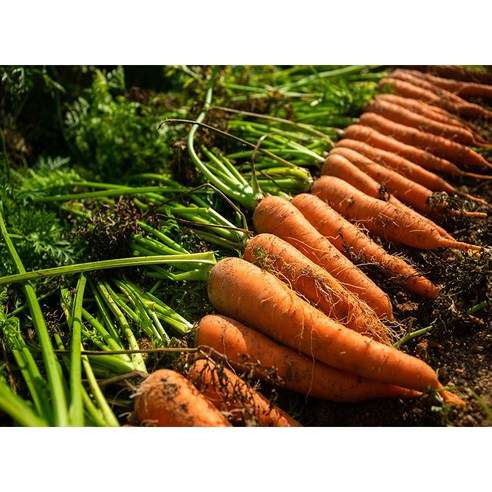Fresho Carrot English/Orange Gajar, 500 g