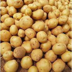 Fresho Potato New, 1 kg