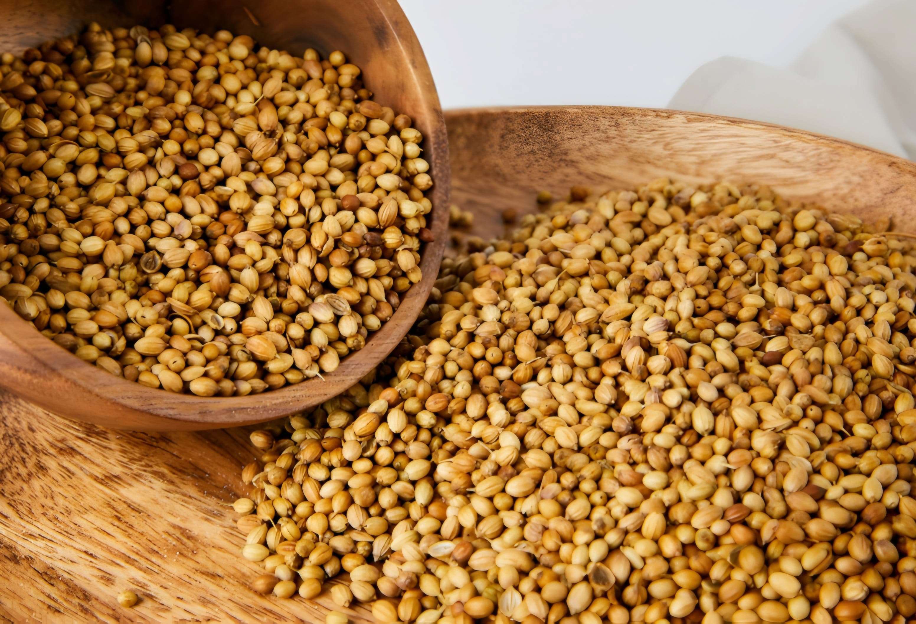 Coriander